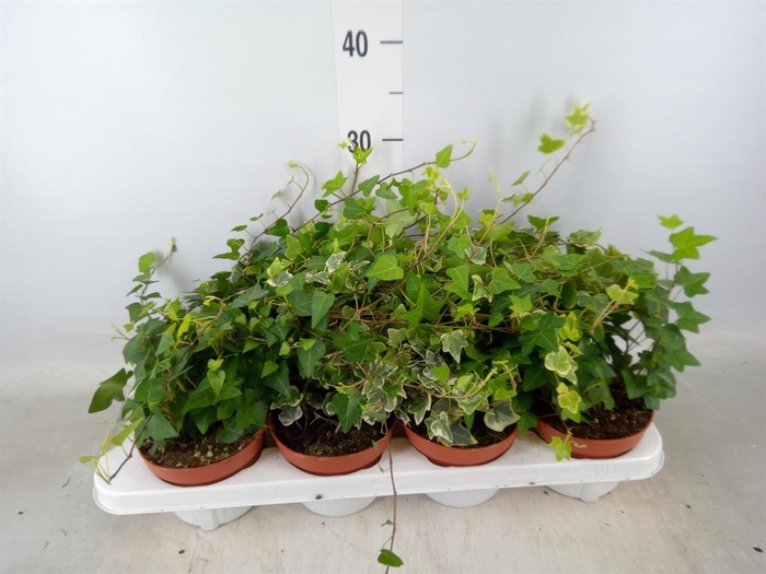 <h4>Hedera ...mix</h4>