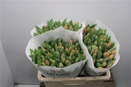 <h4>Tu En Ad Rem</h4>