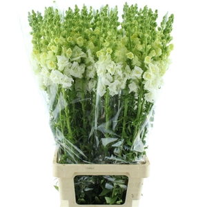 Antir Op Legend Double White