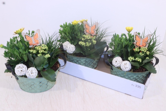 <h4>ARR TUINPLANTEN</h4>