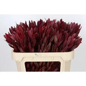 Leucadendron Jester