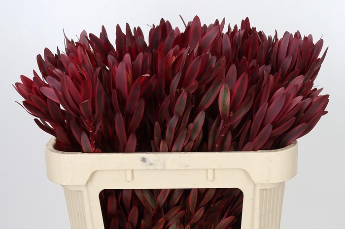 <h4>Leucadendron Jester</h4>