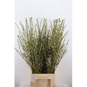 Perzikbloesem Long Double White P Bunch