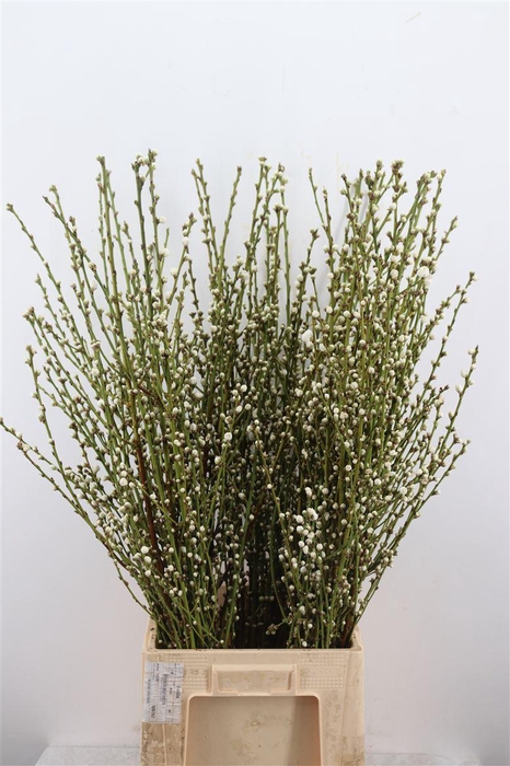 <h4>Perzikbloesem Long Double White P Bunch</h4>