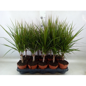 Dracaena marg.
