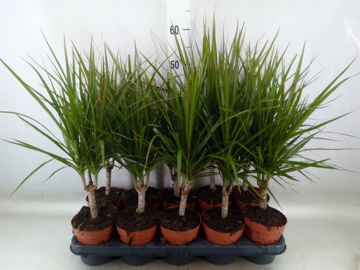 <h4>Dracaena marg.</h4>