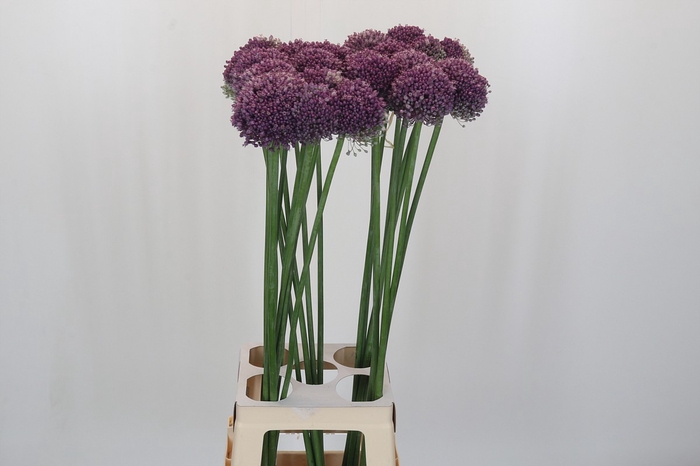 <h4>Allium Lilac Dome</h4>