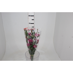 LISIANTHUS ARENA III RED 060 CM MIN 500 GRAMAS VERMELHO