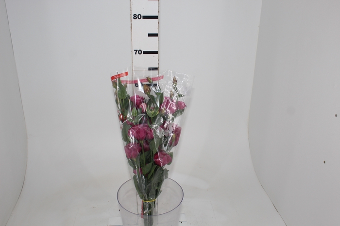 <h4>LISIANTHUS ARENA III RED 060 CM MIN 500 GRAMAS VERMELHO</h4>