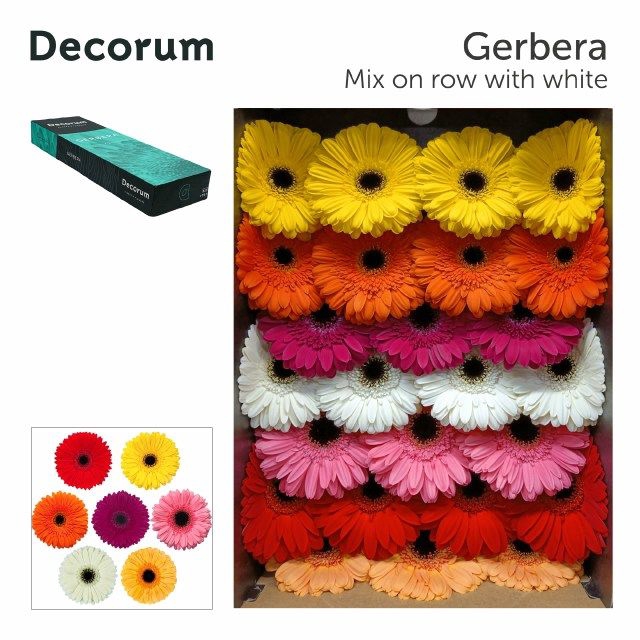 Gerbera Mix met wit Doos