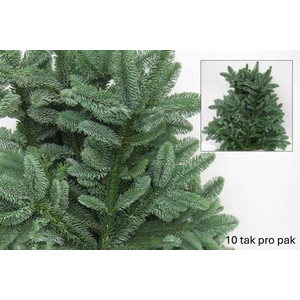 ABIES NOBILIS BLAUW