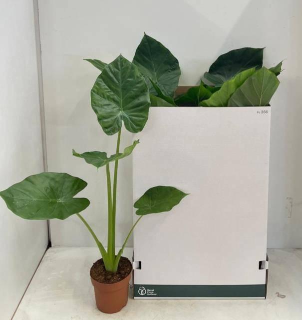 <h4>ALOC MACRORRHIZOS</h4>