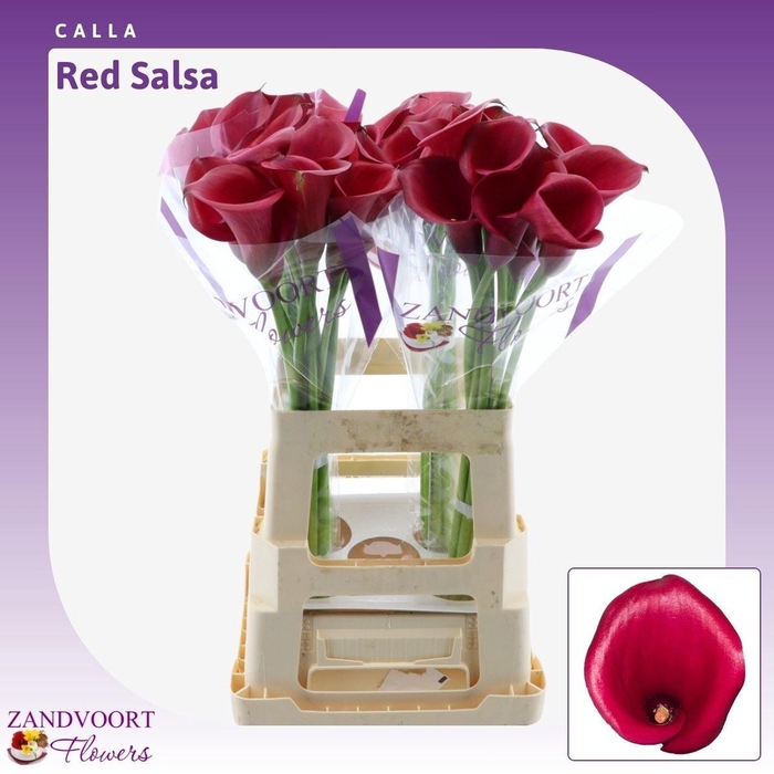 <h4>Calla Red Salsa</h4>