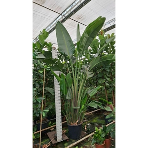 Strelitzia nicolai