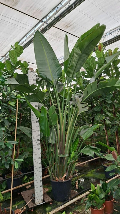 <h4>Strelitzia nicolai</h4>