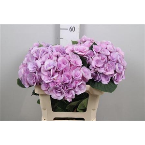 Hydr M Beau Papil Pa