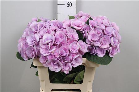 <h4>Hydr M Beau Papil Pa</h4>