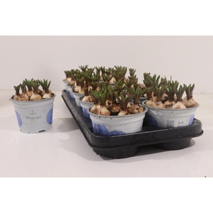 !! PROMO !! MUSCARI ARMENIACUM BLUE P12