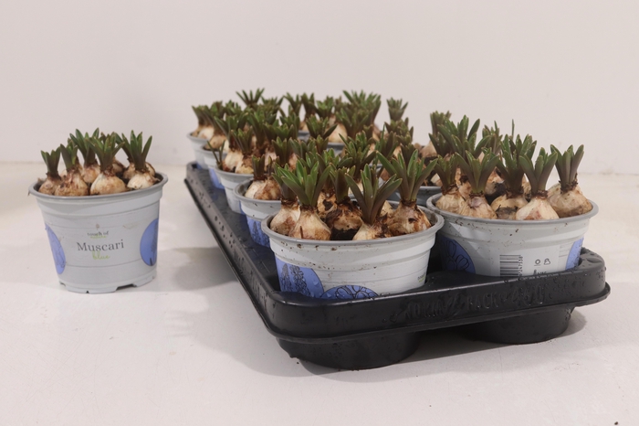 <h4>MUSCARI ARMENIACUM BLUE P12</h4>
