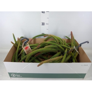 Cactus   ...hangingplants