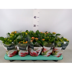 Kalanchoe blos. 'Tiger Single' .mix