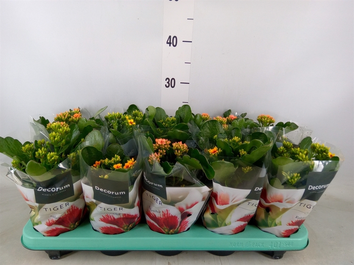 <h4>Kalanchoe blos. 'Tiger Single' .mix</h4>
