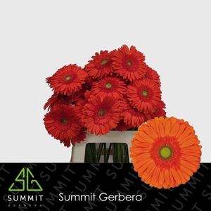 Gerbera Atlanta Water x40 Lang