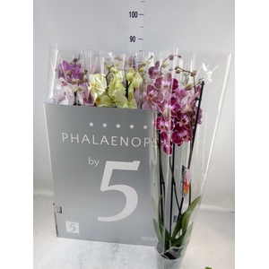Phalaenopsis   ...mix  8