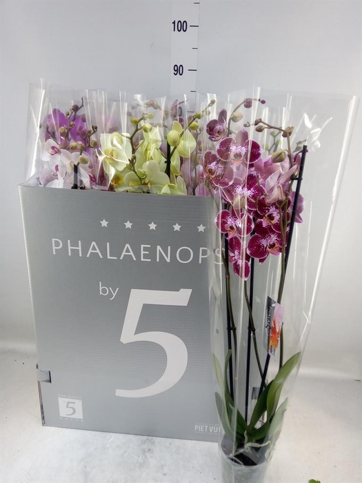 <h4>Phalaenopsis   ...mix  8</h4>