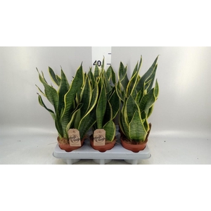Sansevieria trifa. 'Futura Superba'