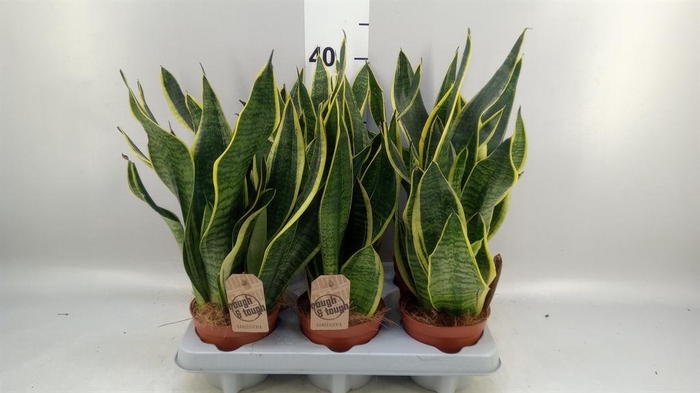 <h4>Sansevieria trifa. 'Futura Superba'</h4>