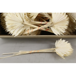 DF Palm Sun Small Bleached