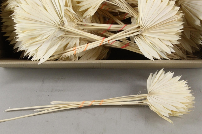 <h4>DF Palm Sun Small Bleached</h4>