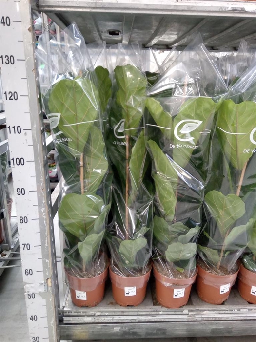 <h4>Ficus lyrata</h4>