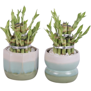Lucky Bamboo Shape Round 2B Ø11cm Ceramic FB675