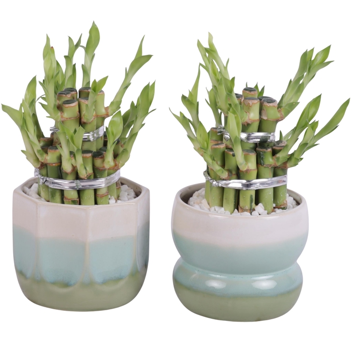 <h4>Lucky Bamboo Shape Round 2B Ø11cm Ceramic FB675</h4>