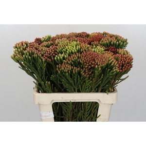 Kaaps Groen Red Brunia