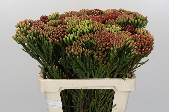 <h4>Kaaps Groen Red Brunia</h4>