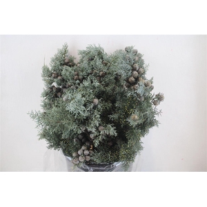 Cypresse Blue 400gr P Bunch