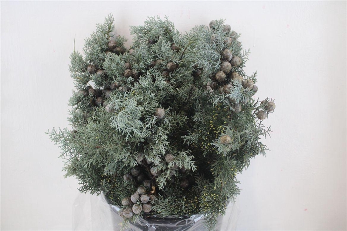 <h4>Cypresse Blue 400gr P Bunch</h4>