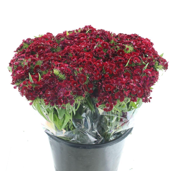 <h4>Di Barb Bordeaux</h4>