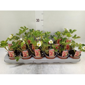 Fragaria   ...