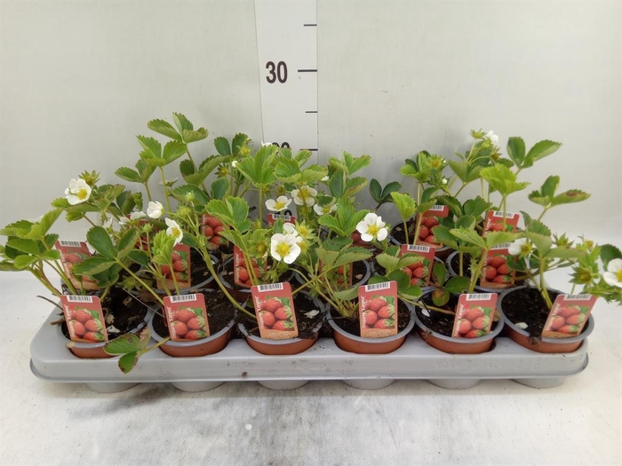 <h4>Fragaria   ...</h4>