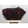 Leucadendron Saf Sunset Dark R.