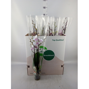 Phalaenopsis   ...mix