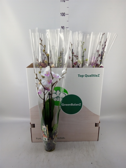<h4>Phalaenopsis   ...mix</h4>