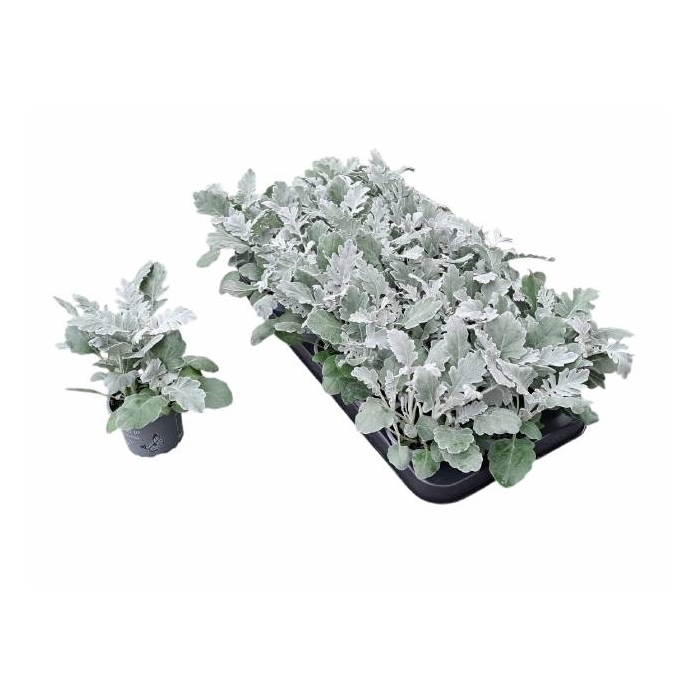 <h4>JACOBAEA MARITIMA</h4>