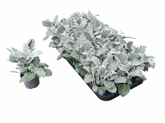 <h4>JACOBAEA MARITIMA</h4>