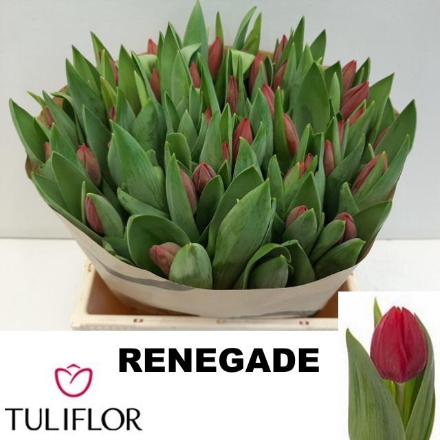 <h4>TU EN RENEGADE</h4>