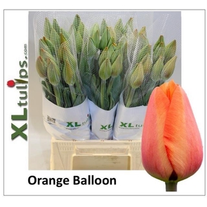 TU EN ORANGE BALLOON